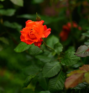 closeup photography of red rose flower thumbnail