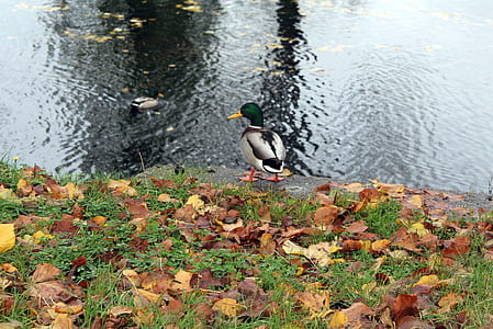 Mallard duck in lake thumbnail