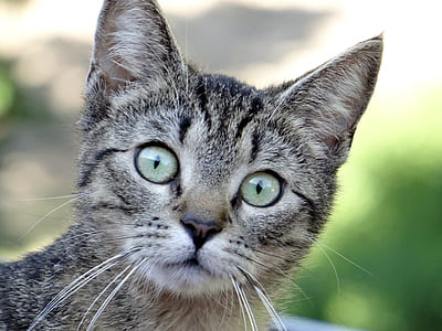 brown tabby kitten thumbnail