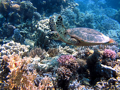 photo of sea turtle under ocean thumbnail