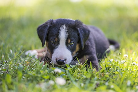 close-up photography of greater Swiss mountain puppy on grass field thumbnail