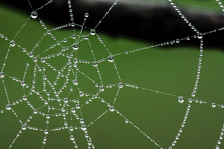 spider web thumbnail