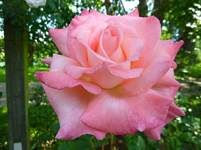 tilt shift photography of pink rose flower thumbnail
