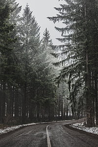 road pavement surrounded by pine trees thumbnail