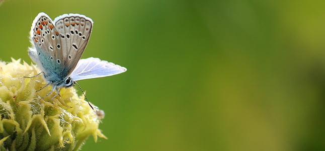 common blue butterfly perched on yellow petaled flower selective focus photography thumbnail