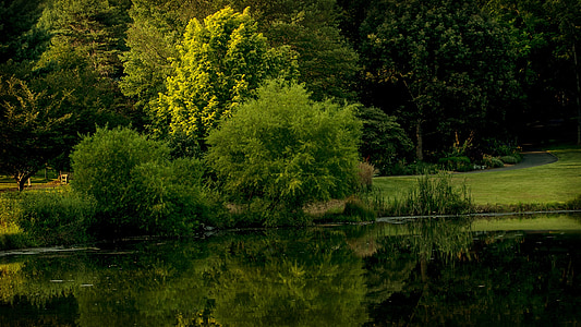 body of water on forest thumbnail