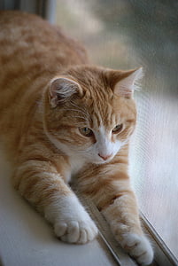 tabby cat lying beside window thumbnail