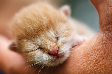 tilt shift lens photography of orange tabby kitten thumbnail