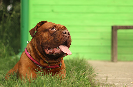 adult tan American pit bull terrier lying on green grass thumbnail