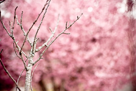 selective focus photo of gray branch thumbnail