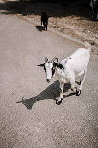 Selective Focus Photography Of White Goat thumbnail