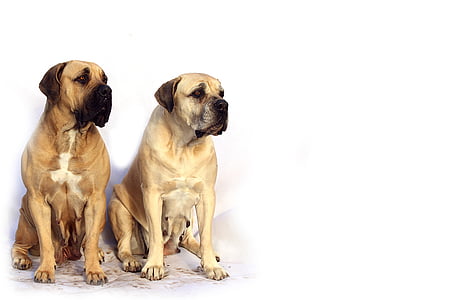 adult fawn English mastiff sits together thumbnail