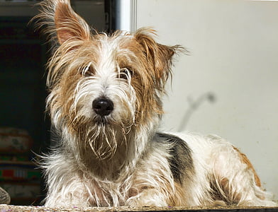 close-up photo of long-coated brown and white dog thumbnail