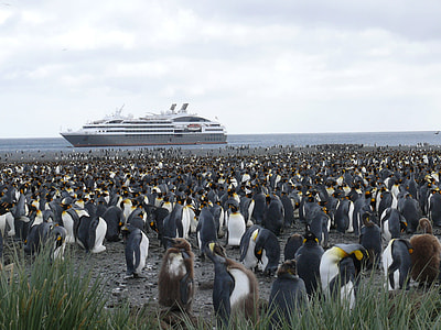 waddle of penguin thumbnail