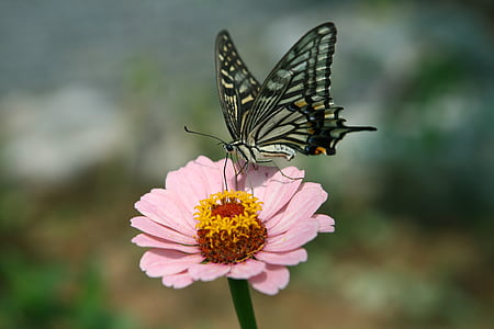pink flowers and Eastern tiger swallowtail butterfly thumbnail