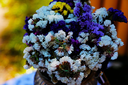 closeup, photo, purple, yellow, white, petaled thumbnail