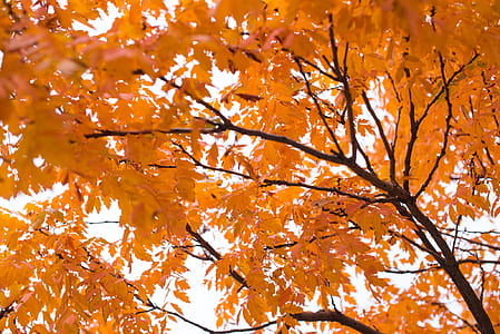low angle photography of brown leafed tree thumbnail