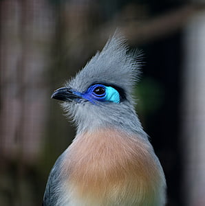 close-up photography of crested bird thumbnail