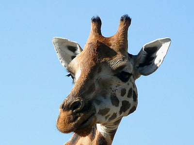 close-up of brown giraffe thumbnail