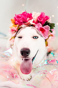 Siberian husky wearing floral headband thumbnail