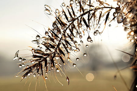selective focus photography of brown leafed plant thumbnail