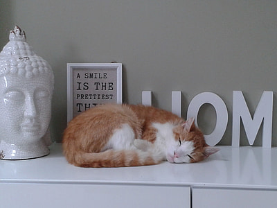 brown  cat beside buddah head on drawer chest thumbnail