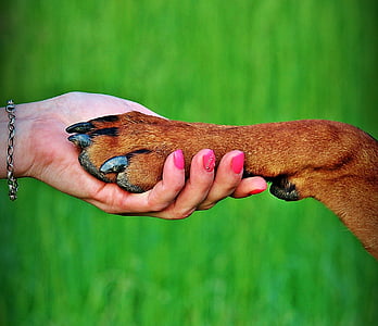 person's hand holding dog's paw thumbnail