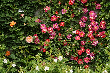 peony flowers thumbnail