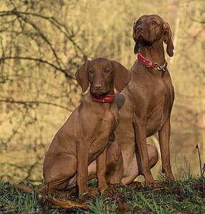 two vizsla sitting on grass field thumbnail