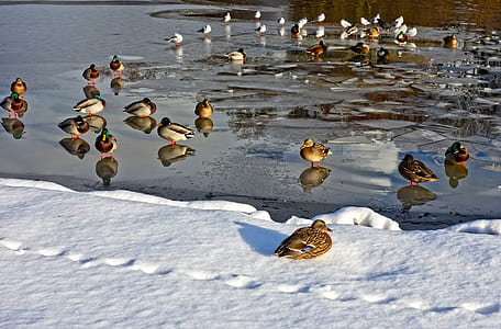 flock of mallard duck thumbnail