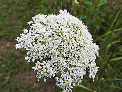 Elderflower, Sambucus Nigra thumbnail