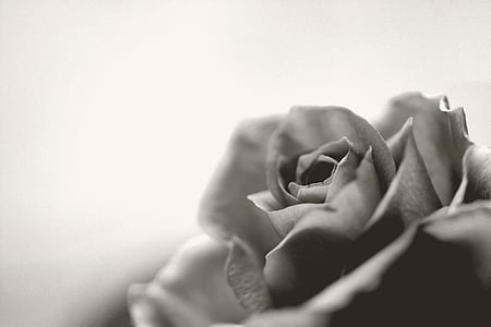 selective focus photography of flower thumbnail