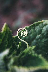 green leaf in macro photography thumbnail