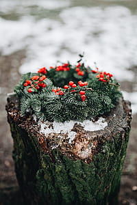 A Very Merry Fresh Holly Wreath for Christmas thumbnail