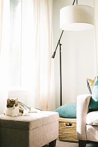 calico cat on gray ottoman beside floor lamp thumbnail