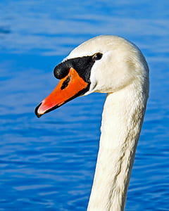 white swan tilt shift lens photo thumbnail