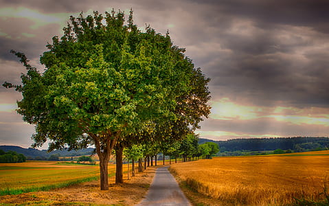 grey concrete road surrounded by trees thumbnail