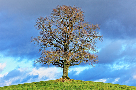 green tree in the middle of the field thumbnail