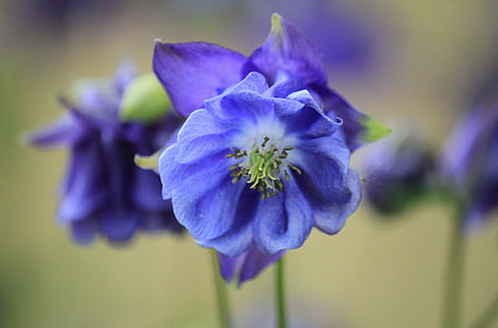 blue flower thumbnail