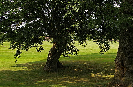 two green leafed trees during daytime thumbnail