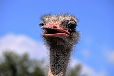 red and black ostrich head thumbnail