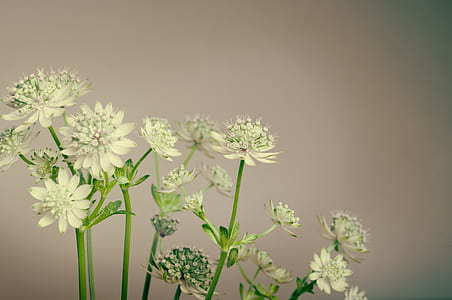 shallow focus of white flower photography thumbnail