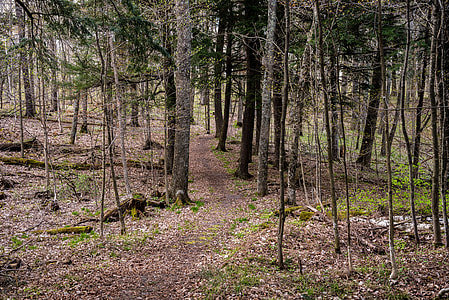 Nature path through the woods thumbnail