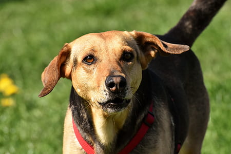 short-coated brown and black dog standing on grass field thumbnail