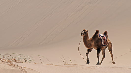 brown camel on desert thumbnail