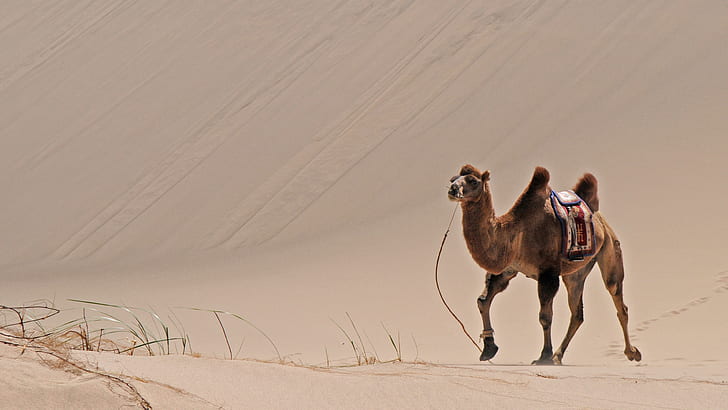 brown camel on desert