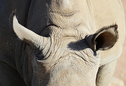 black rhino thumbnail