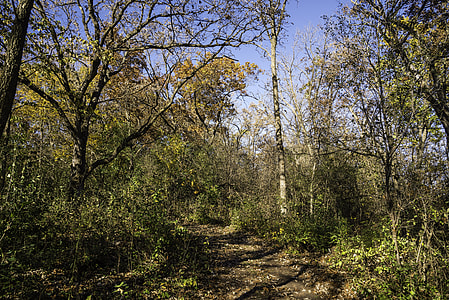 Autumn Trees and Leaves in Morton County Forest in Wisconsin thumbnail