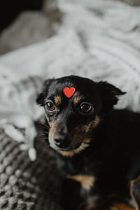 A dog with heart on head thumbnail
