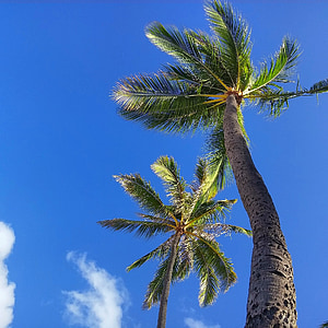 low angle photo of green coconut trees during daytime thumbnail